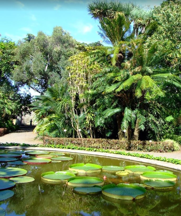 fusión Frustrante transacción Jardín Botánico, Tenerife - Lugares de interés de Puerto de la Cruz